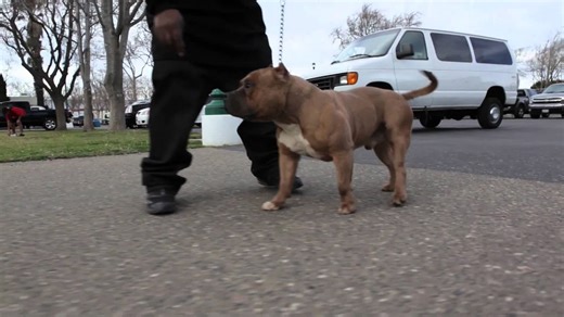 American bully - show styled bullies