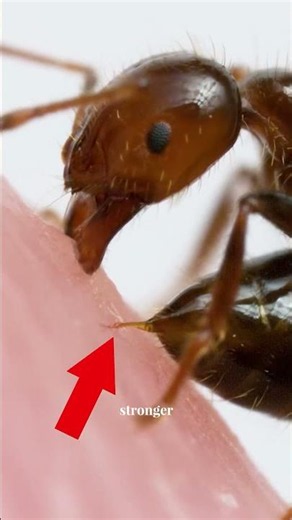 The Secret Algorithm Inside Your Backyard 🐜💻