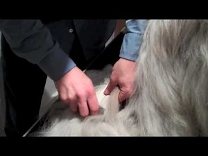 Grooming Your Tibetan Terrier (Part 3 of 3)