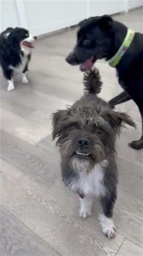Video of adoptable pet named Cleo