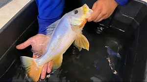 The mystery behind the translucent white Peacock bass