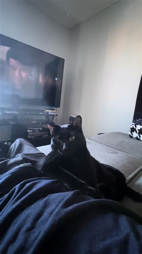 Caring for Your Black Cat: Tips and Tricks