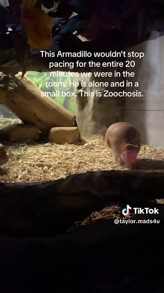 Understanding Zoochosis in Animals