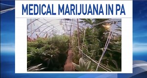 Medical marijuana permits to be available for PA growers, processors in March