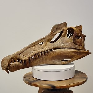 Giant Spinosaurus Skull (replica) - Etsy