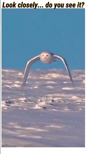 Rare Mutation? Meet the Snowy Owl With Two Different Colored Eyes! (4K)