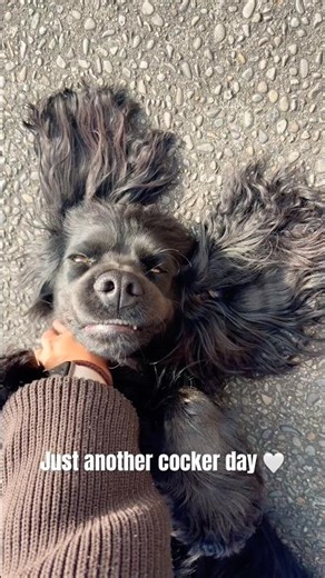 Just another cocker spaniel day 🤍 #puppy #cockerspaniel #dog #dogshorts #dogmom #cute #cutedog