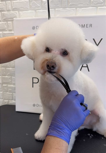 Poochon Grooming Tips for a Fluffy Face