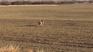  Two bucks going head-to-head for territory — moments like this...