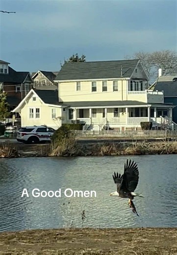 Cat King (@forever_c.king)’s videos with original sound - Cat King