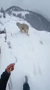 782K views · 48K reactions | White Tiger Cub Rescue in Snow ❄️ | Epic Animal Rescue #Tiger #Wildlife #SnowRescue #Viral" | Humanity for Animals | Facebook