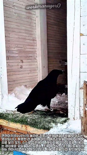 조류 최고 지능, 나뭇가지를 도구로 쓰는 큰까마귀 생태 관찰 #animal #nature #raven #smartbird #tooluse