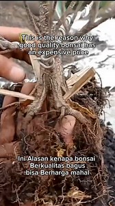 1.1M views · 16K reactions | This is the reason why bonsai with good quality is very expensive #bonsai #garden #gardening #nature #naturelovers #crafts #diy #fblifestyle | Herman Key | Facebook