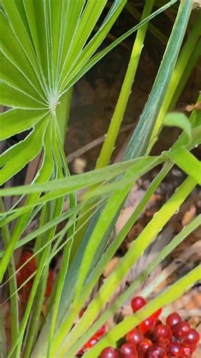 Chamaerops humilis | Sidi mechreg sejnane