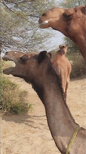 I Found Out Why Camels Cry