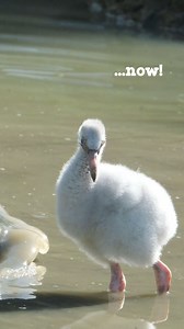 4.9K views · 116 reactions | Watch our flamingo chick hatching, under the watchful eyes of our Bird Team, versus them now out in the Flamingo Walkthrough habitat 囹 | Banham Zoo | Facebook