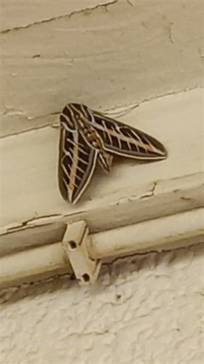 Giant Moth