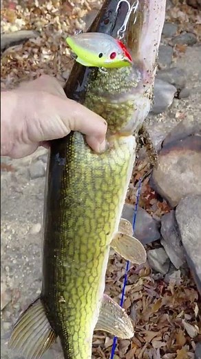 chain pickerel that was an extremely tough release 🌈