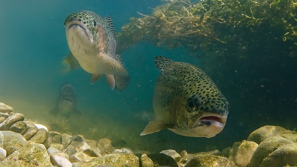 Europäische Süßwasserfische – Österreichs Fluss Pielach