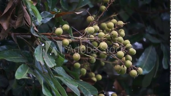 Dimocarpus longan fruit (longan, Lengkeng, kelengkeng, mata kucing, longan, Dimocarpus longan) leaves on the nature