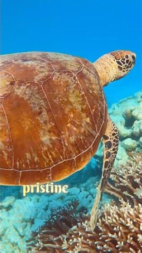 Some places don’t feel real… and Lady Musgrave Island is one of them.