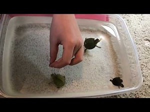 Feeding BABY TURTLES!