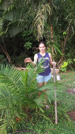 Caring for My Little Oil Palm Tree