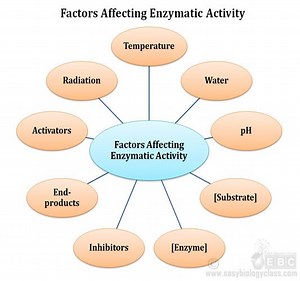 Factors Affecting Enzymatic Activity PPT | EasyBiologyClass