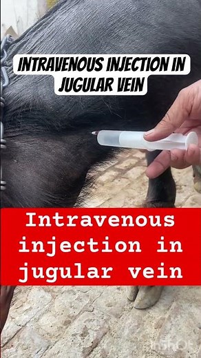 Intravenous injection in jugular vein l dr umar khan