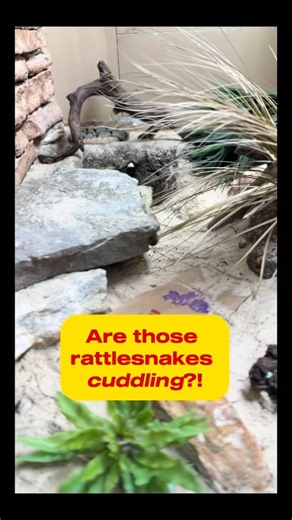 Today, January 10, is World Desert Day, so let’s talk about two species of venomous snakes in US deserts that are ALSO cuddlebugs! 🐍 In this video, one of our docents explains how these two venomous rattlesnakes cuddle together while they burrow, which is a natural activity for multiple snake species. During hibernation or cooler periods, snakes utilize burrows, or natural crevices, for shelter, often alongside other snake species like we see happening here. Didn’t know that snakes could also b