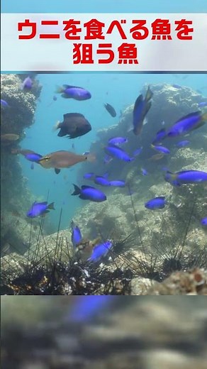 ウニを食べる魚を狙う魚