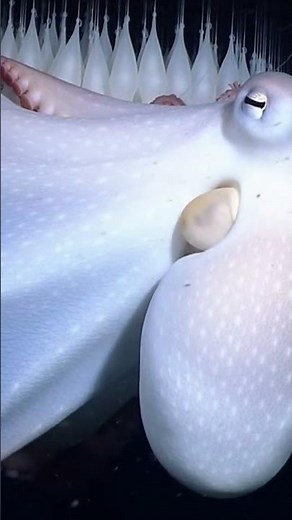 What Happens 1200 Meters Underwater? Deep Sea Octopus Encounter #deepsea