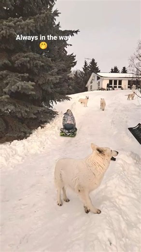 Sledding with White Swiss Shepherds 🥴