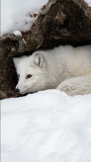 You Won't Believe How Arctic Foxes Build Their Homes!
