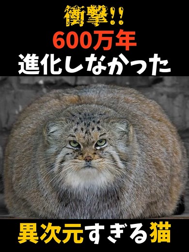 マヌルネコの進化と魅力を探る