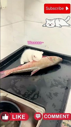 Funny Hungry Cats Begging for Food | Cute Cat Reactions 2025