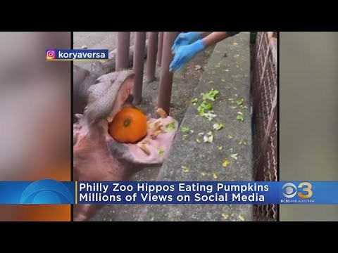 Philadelphia zoo hippos go viral eating pumpkins