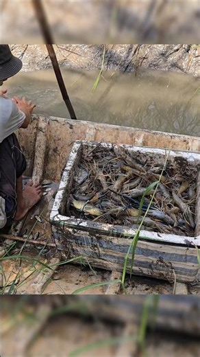 Crayfish videos - the unique way to catch crayfish in the Mekong Delta #crayfish #crayfishvideos ...