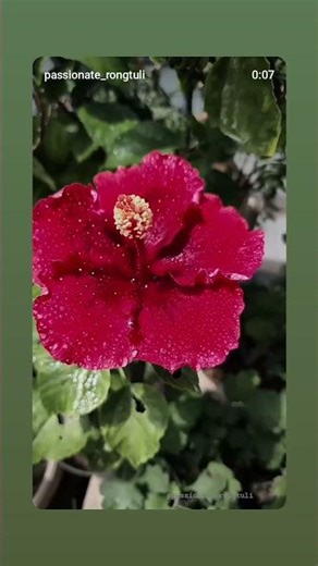 vari Nice full 🌺🌺🌺 #virallreels #shortvideo #shorts