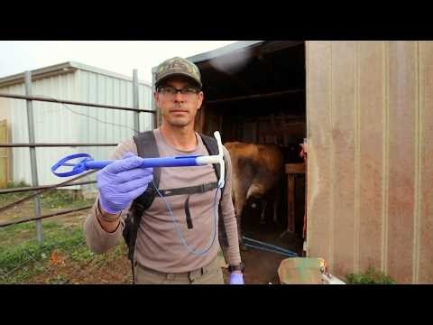 Artificially Inseminating Our Cow | Step 1 (CIDR Insertion)