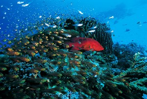 Explained: What does biodiversity mean?