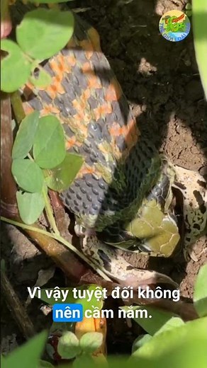 Red-Necked Keelback Swallowing Prey – A Rear-Fanged Venomous Snake #snake