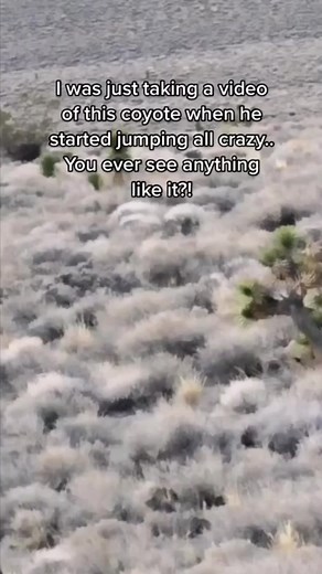 wonder what made him do that?! 🤔 #coyote #predator #predatorcontrol #foxpro #coyotecall | Kayla Nevius