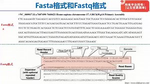 Fasta格式和Fastq格式分别有什么特点呢？