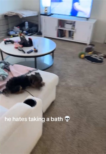 Yorkie Shows Speed and Bath Time Aversion
