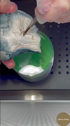 How to Clone Your Mushrooms - A Step By Step Visual Guide #mushroom #agar #mycology