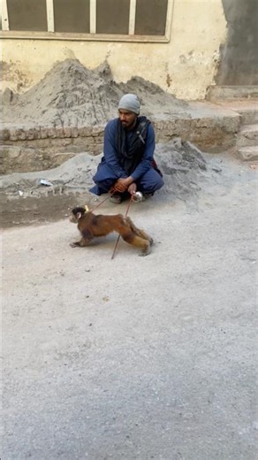 Bandar ka naach 🙈 #funny #cartoon #shortvideo #zoyaabdullahamal