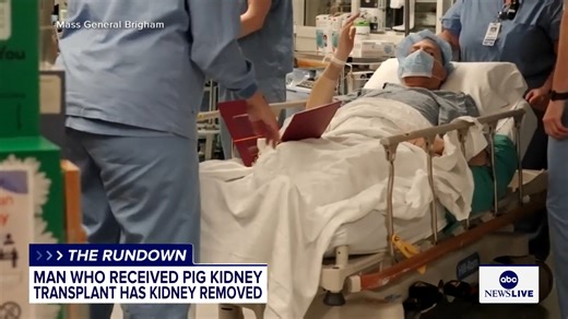 35K views · 248 reactions | Tim Andrews, 67, has set a world record by living 271 days with a gene-edited pig kidney. The organ was removed on Oct. 23 due to declining function, according to Mass General Brigham. Now back on dialysis, Andrews is being hailed by his transplant team as a “selfless medical pioneer and an inspiration.” https://abcnewslive.visitlink.me/MRh_EK | ABC News Live | Facebook