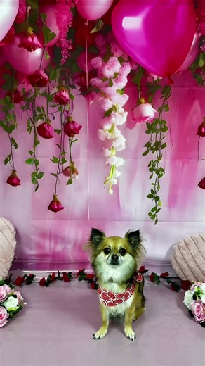 Kelly Kanines on Instagram: "Use code 'PAWPRINT' for £5 off your first groom at Kelly Kanines - Dog Grooming Salon 📲 07775 364171"