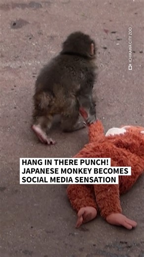 Six-month-old Punch became an internet sensation after footage of him clinging forlornly to zookeepers and dragging around a stuffed orangutan toy were widely shared on X. Punch's predicament sparked sympathy online, spawning a devoted Punch fanbase who began posting updates on the monkey under the hashtag #HangInTherePunch. 🎥 Ichikawa City Zoo 💻 India Horner | AFP News Agency